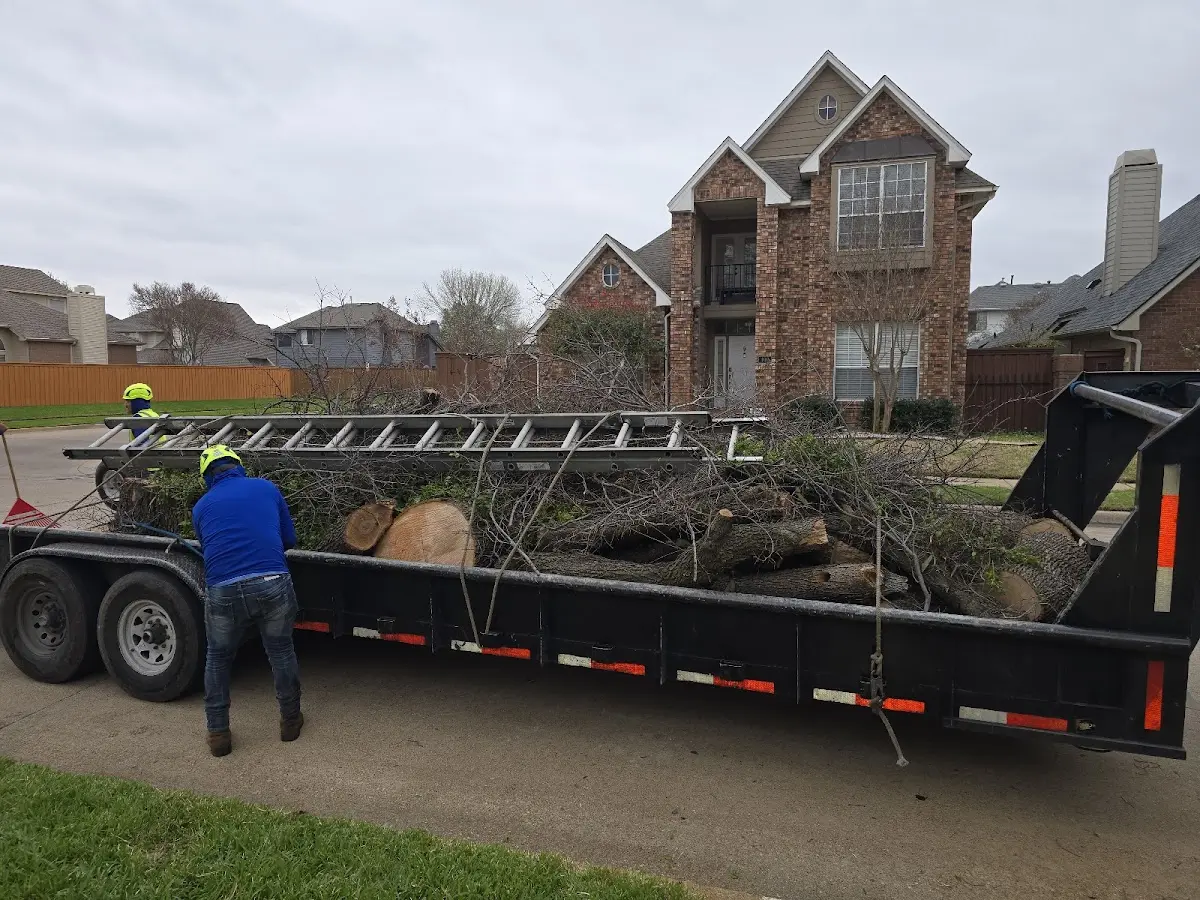 Expert Tree Pest Control with proper safety equipment in Swanton